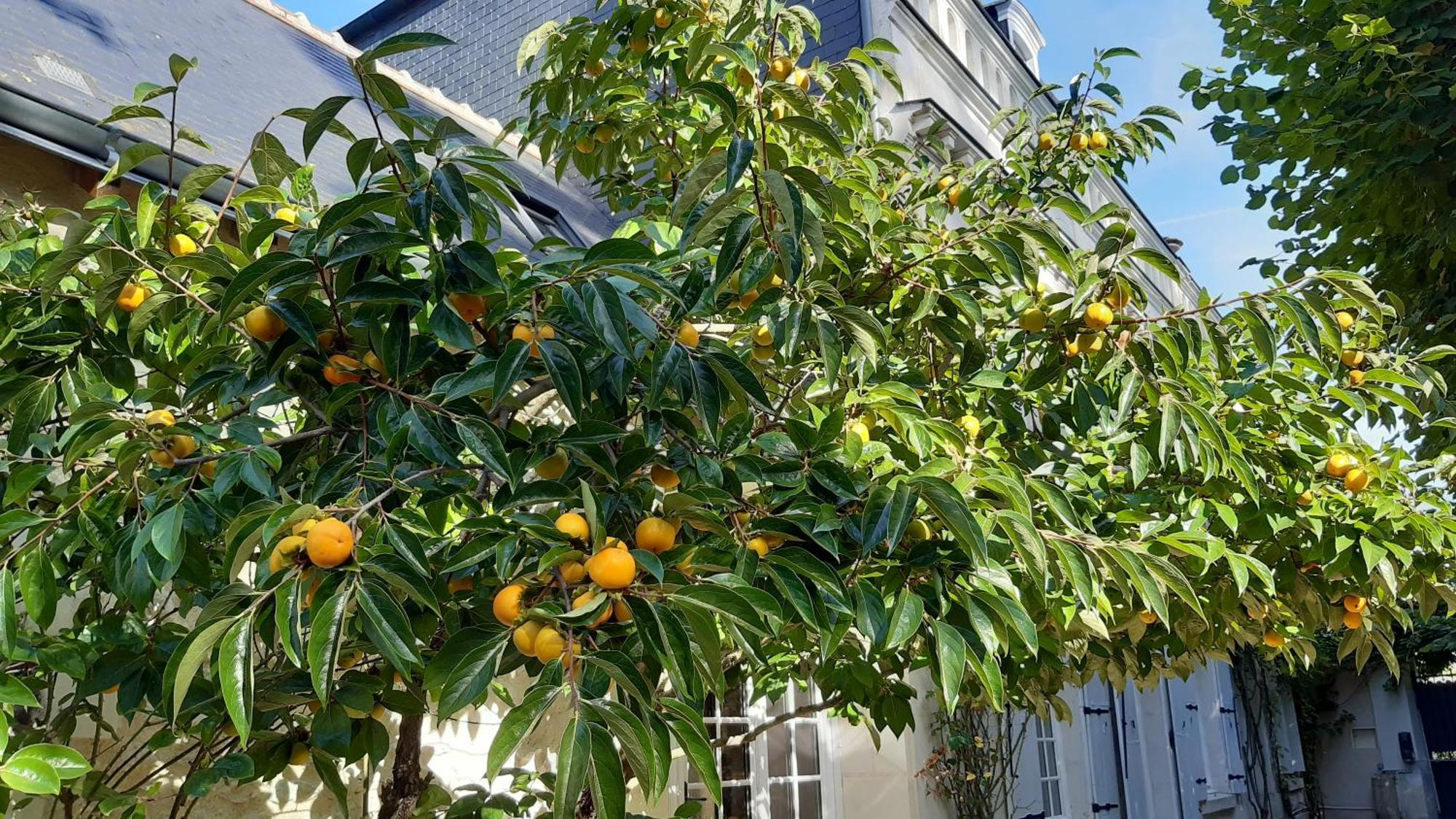 La Heraudiere Bed & Breakfast Tours Kültér fotó